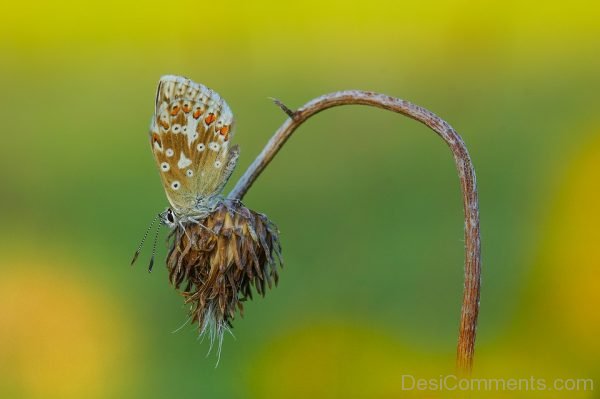 Excellent Pic Of Butterfly