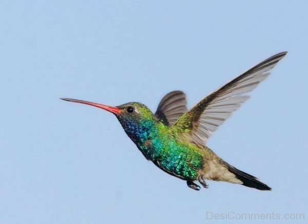 Flying Hummingbird