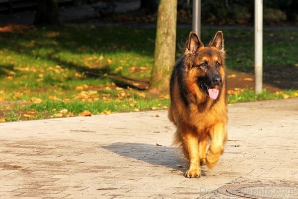 German Shepherd Dog