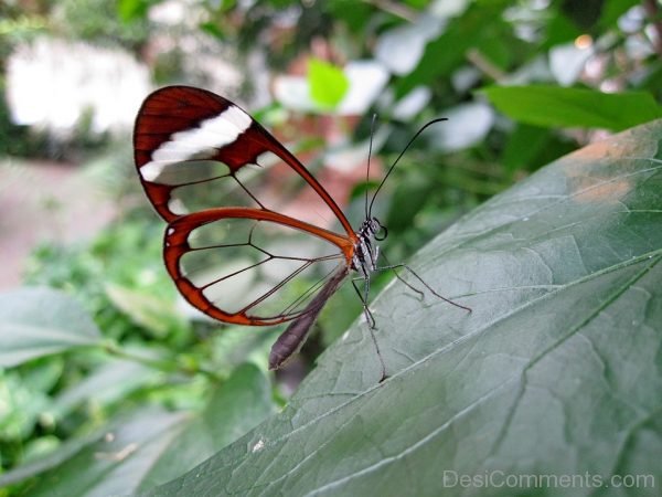 Glass Wings Butterfly