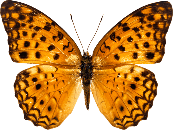 Golden Color Butterfly