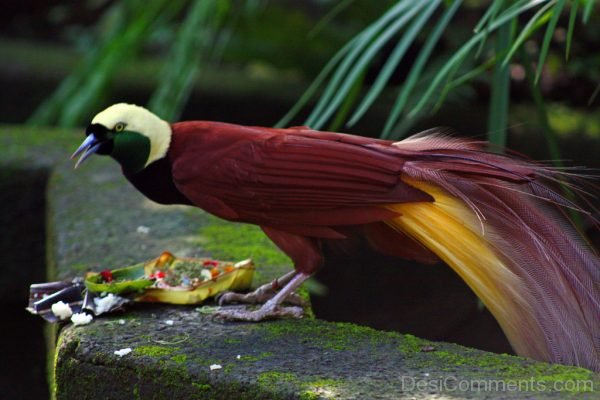 Greater Bird Of Paradise