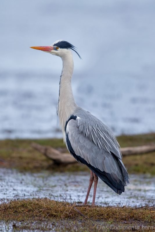 Grey Heron