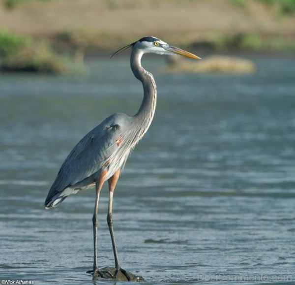 Heron