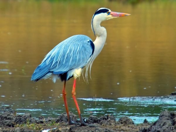 Heron Bird