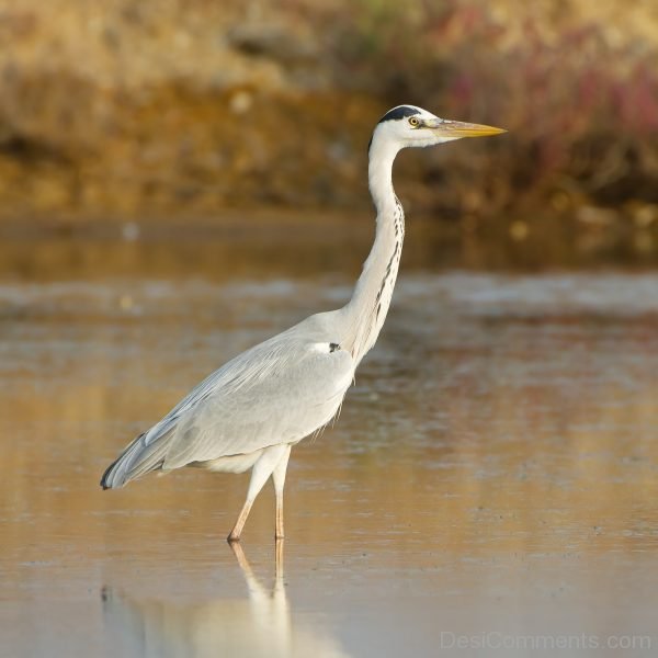 Heron Bird Image