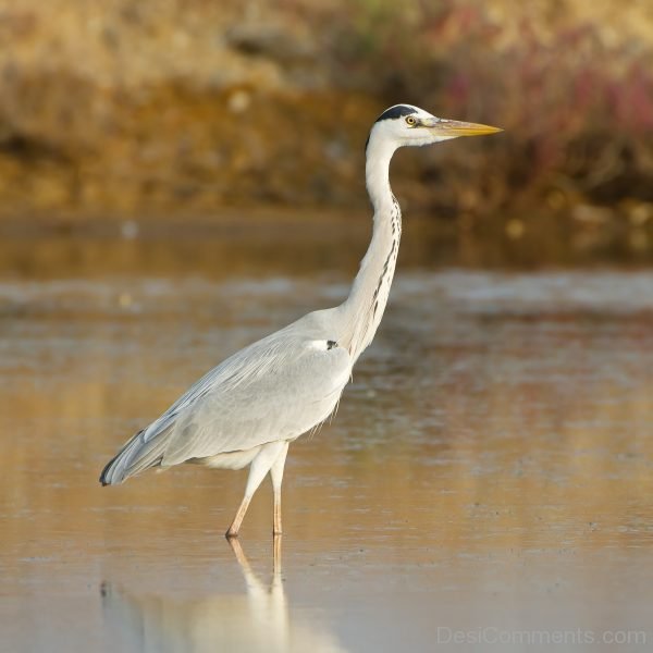 Heron Bird Image