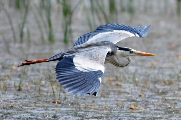 Heron Flying