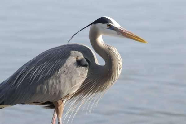 Heron Image