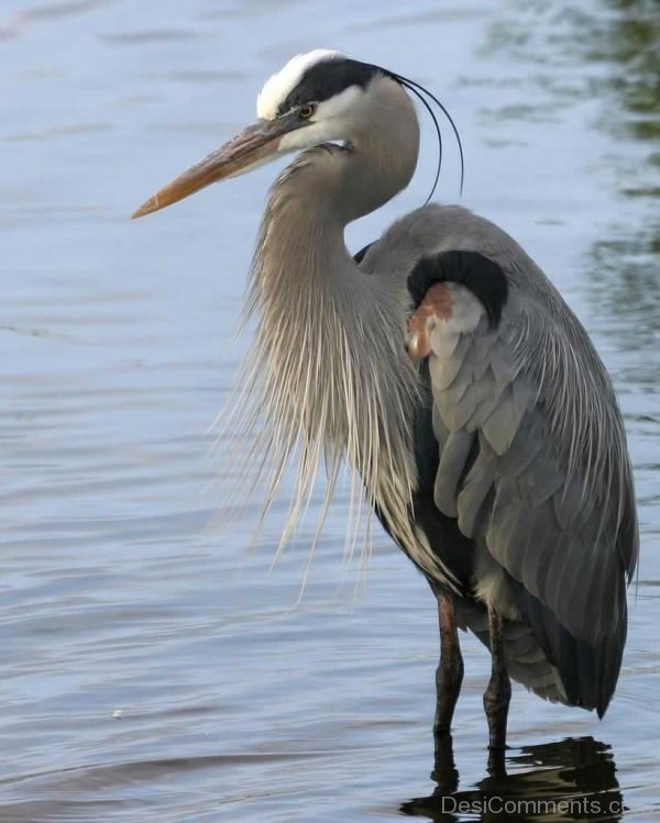 Heron Photo