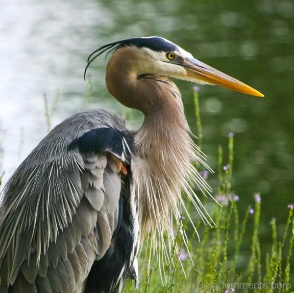 Heron Pic