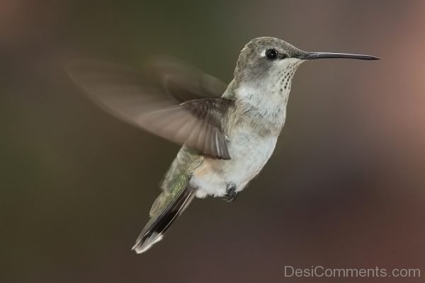 Hummingbird