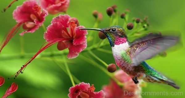 Hummingbird Eating