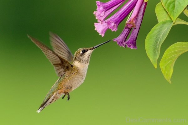 Hummingbird Flying