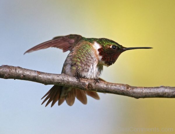 Hummingbird Image !