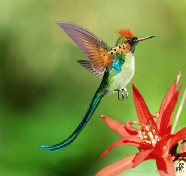 Hummingbird Image