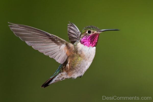 Hummingbird Image