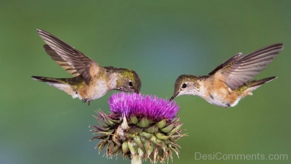 Hummingbird Photo