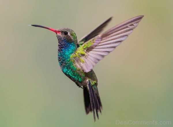 Hummingbird Revision