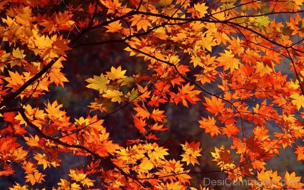 Image Of Autumn