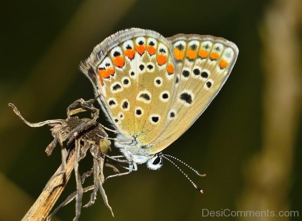 Image Of Butterfly