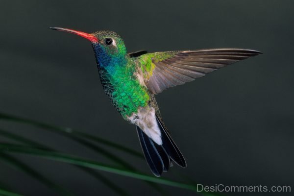 Image Of Hummingbird