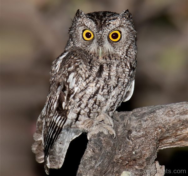 Image Of Owl