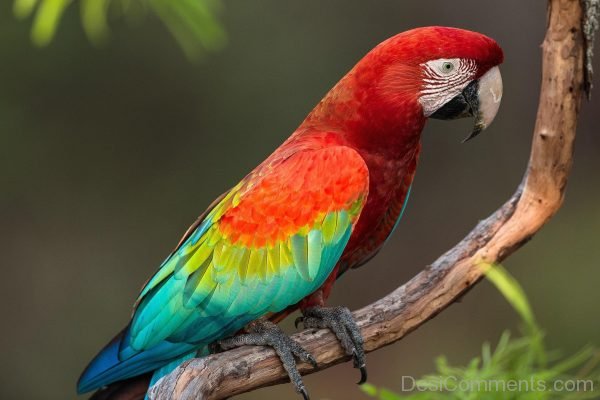 Image Of Parrot