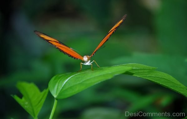 Julia Longwin Butterfly