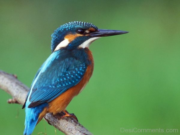 Kingfisher Bird