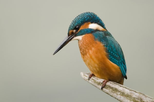 Kingfisher Bird Image