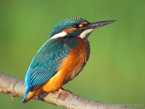 Kingfisher Bird Photo