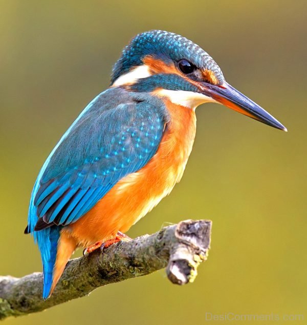 Kingfisher Image