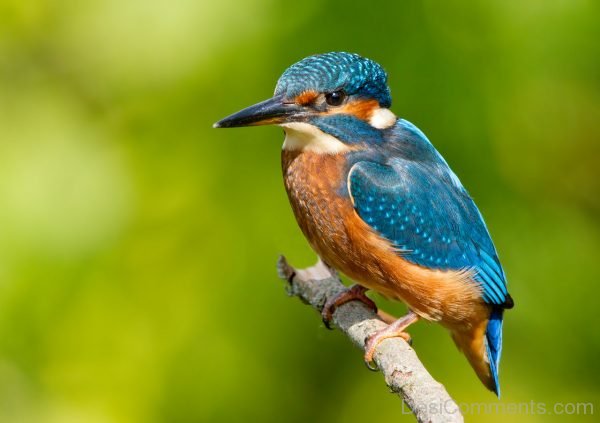Kingfisher Lovely Image
