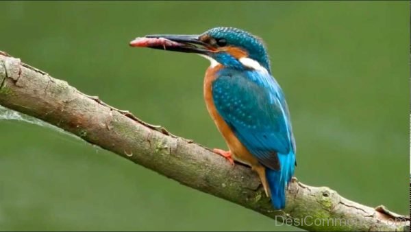 Kingfisher Photo