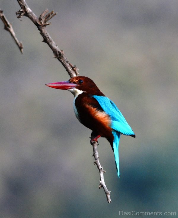 Kingfisher Pic