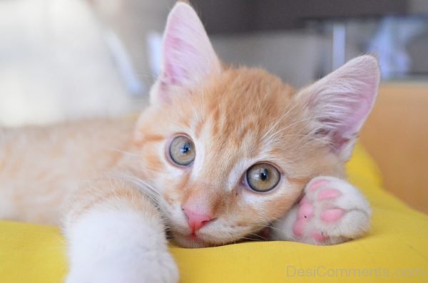 Kitten Cat Pet Image