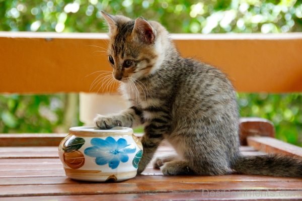 Kitten Pet Image