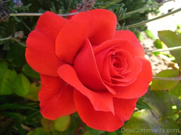 Light Red Rose