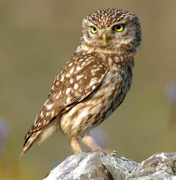 Little Owl