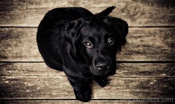 Lovely Cute Black Dog Pet