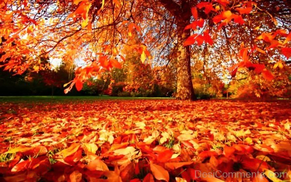 Lovely Image Of Autumn