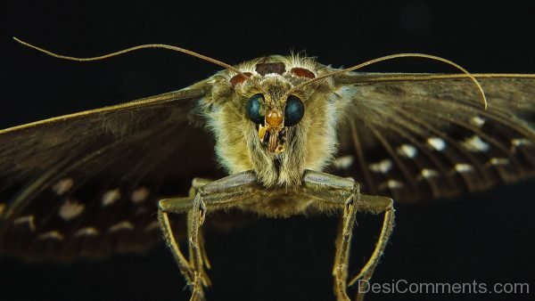 Lovely Image Of Butterfly