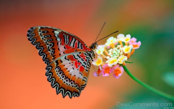 Lovely Image Of Butterfly