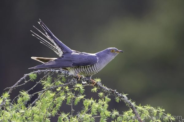 Image Of Bird