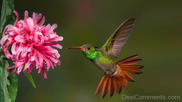 Lovely Image Of Hummingbird