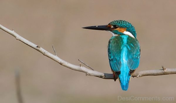 Lovely Image Of Kingfisher