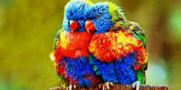Lovely Image Of Parrot