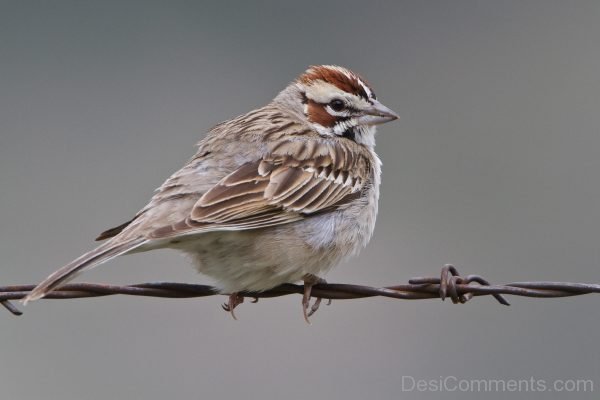 Lovely Image Of Sparrow