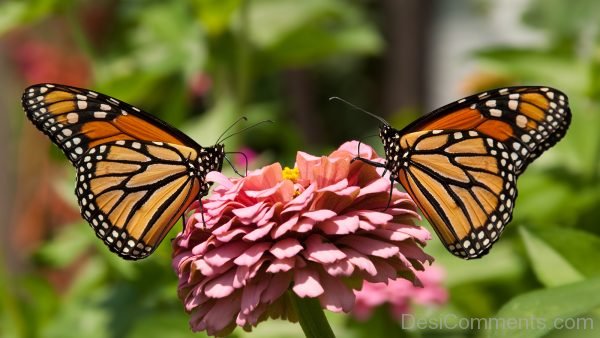 Lovely Monarch Butterfly Pic